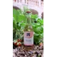 Limonade Bio Fraise - Basilic